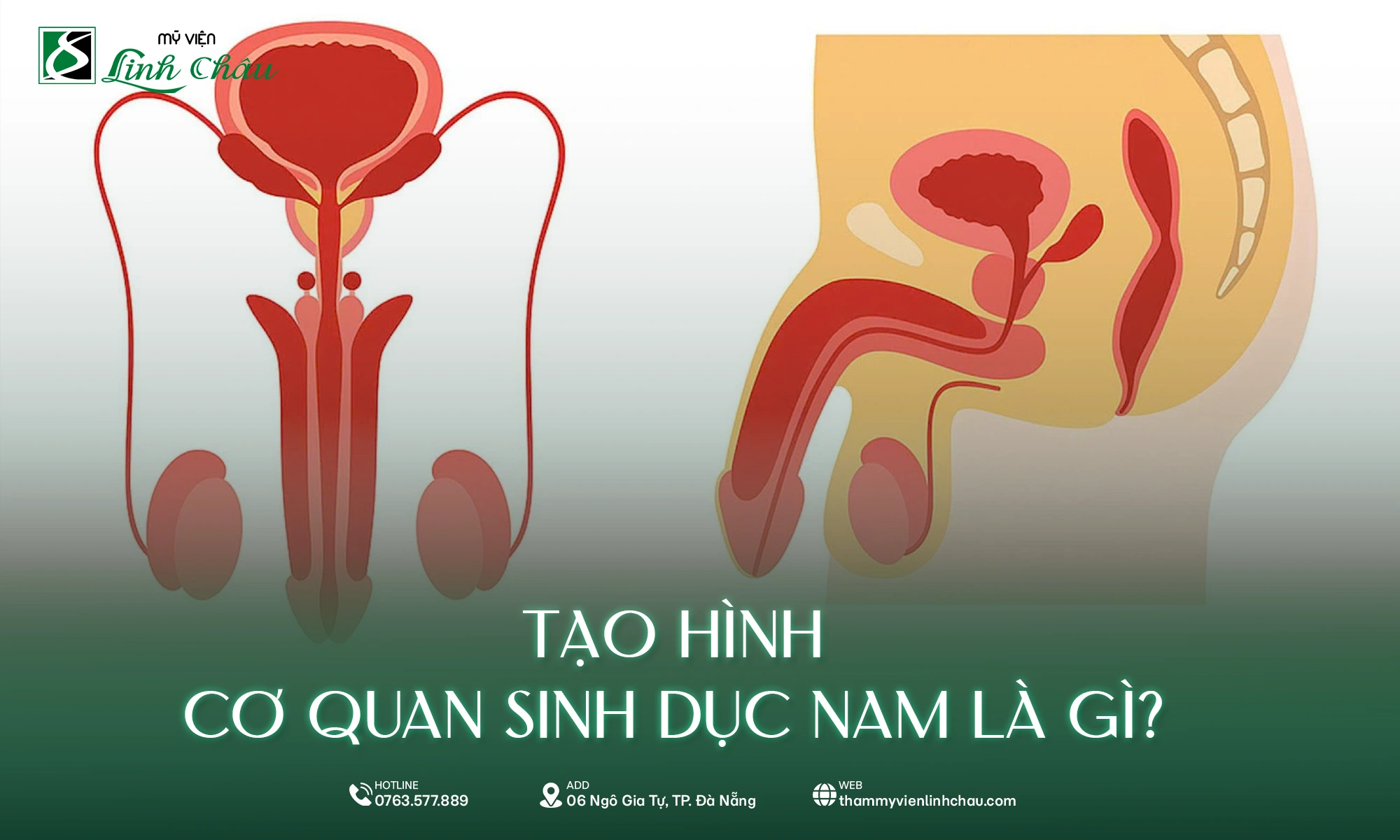 Hình ảnh mô phỏng cấu tạo cơ quan sinh dục nam và phương pháp tạo hình thẩm mỹ nam khoa